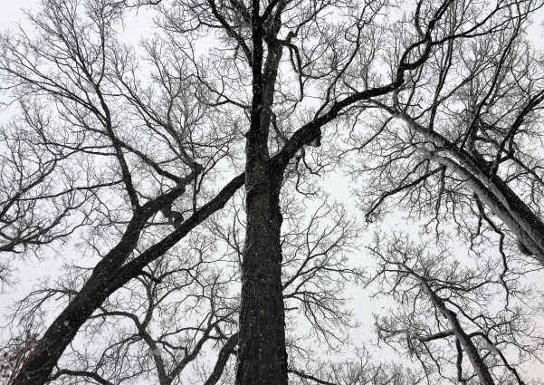 Winter Storm by LacenPlaid