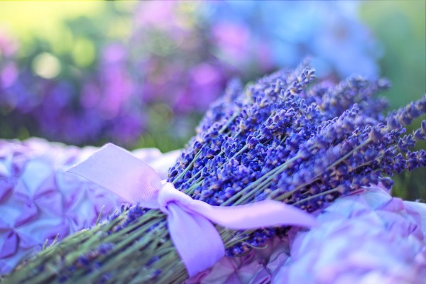 Lavender image by Pixabay