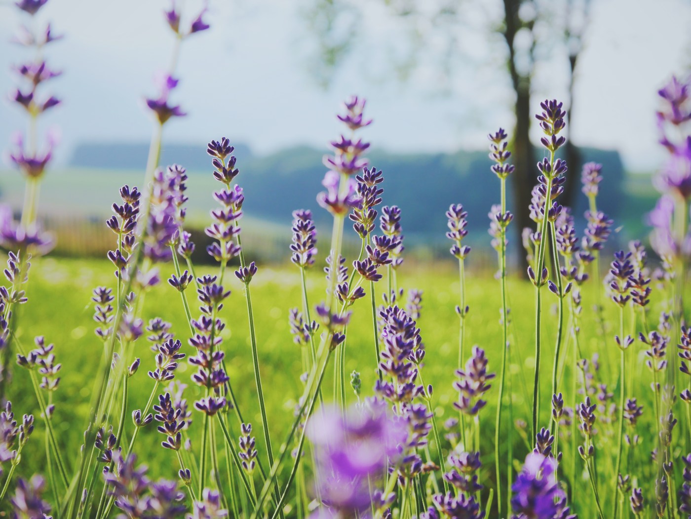 Lavendar Photo by Dorné Marting on Unsplash