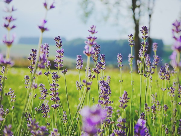 Lavendar Photo by Dorné Marting on Unsplash